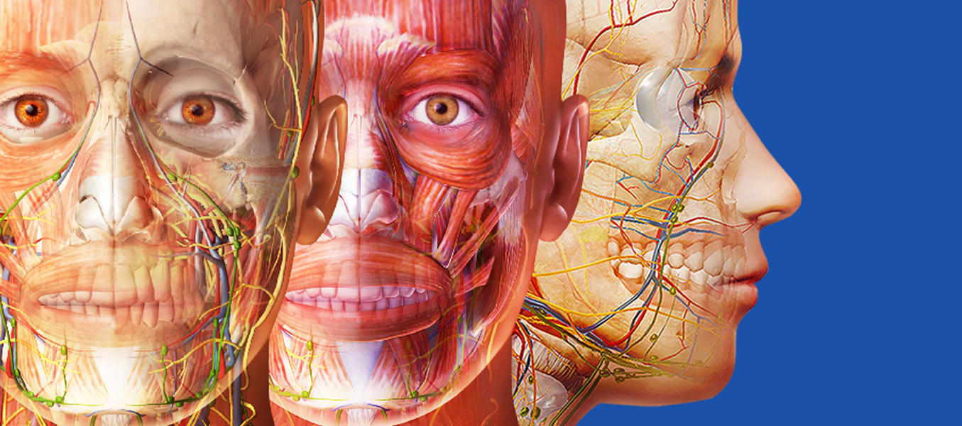 anatomy